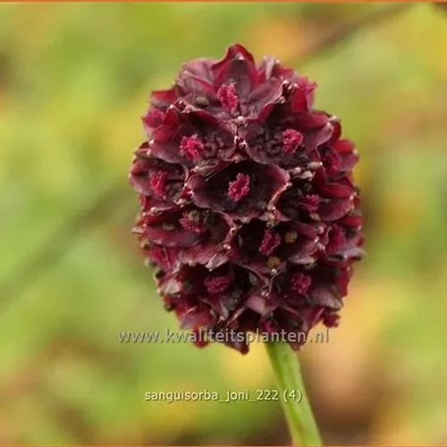 Sanguisorba 'Joni'