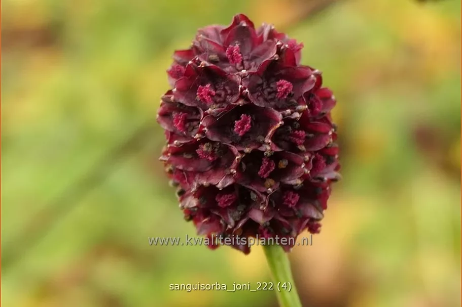 Sanguisorba 'Joni'