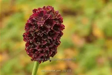 Sanguisorba 'Joni'