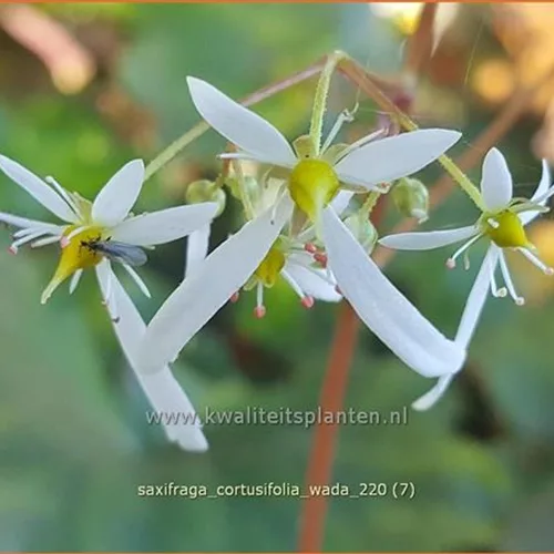 Saxifraga cortusifolia 'Wada'