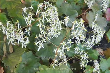 Saxifraga cortusifolia 'Wada'
