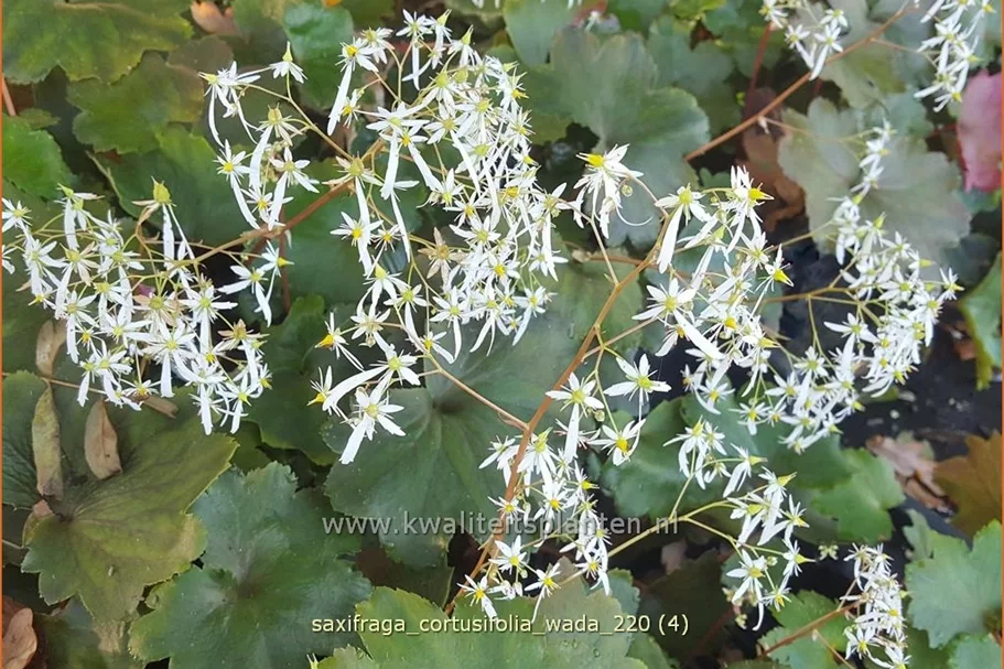 Saxifraga cortusifolia 'Wada'