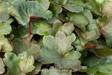 Saxifraga cortusifolia 'Wada'