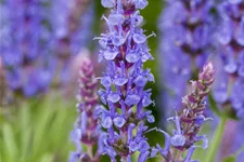 Salvia nemorosa 'Blauhügel'