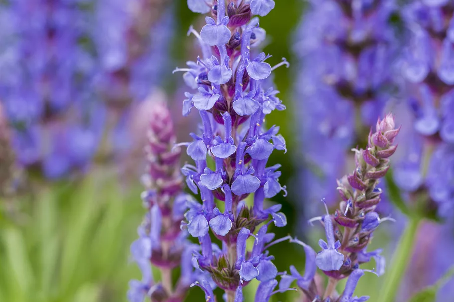 Salvia nemorosa 'Blauhügel'