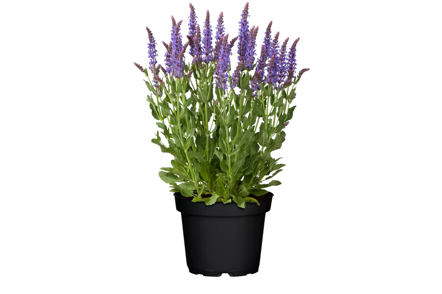 Salvia nemorosa 'Blauhügel'