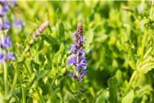 Salvia nemorosa 'Blauhügel'