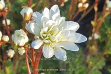 Saxifraga granulata 'Plena'