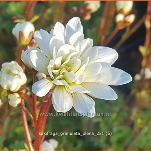 Saxifraga granulata 'Plena'