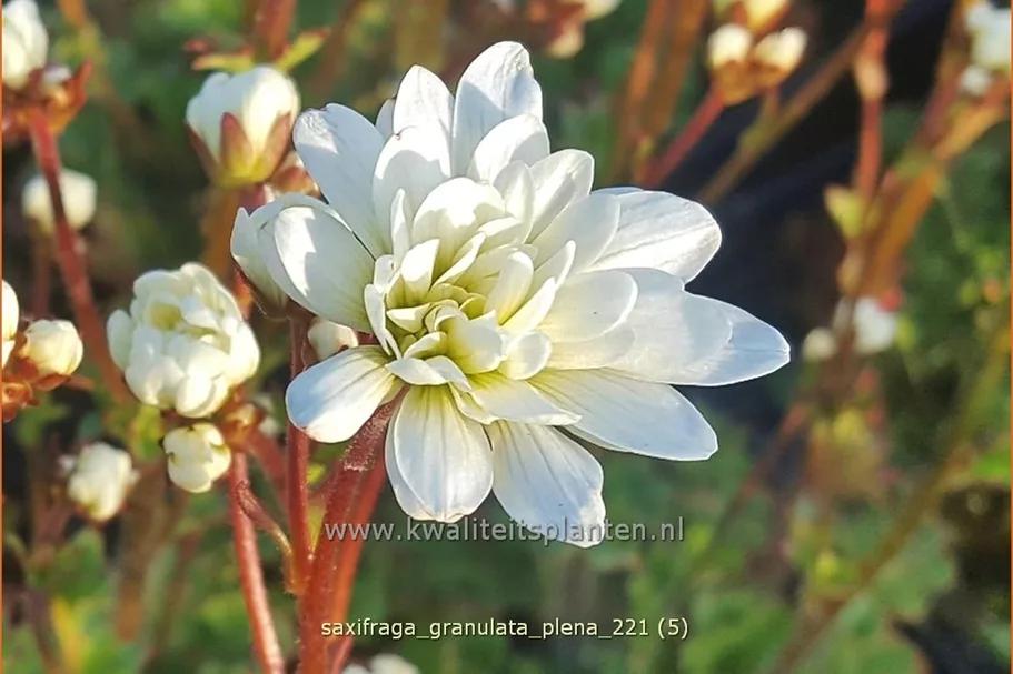 Saxifraga granulata 'Plena'