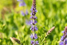 Salvia nemorosa 'Blauhügel'