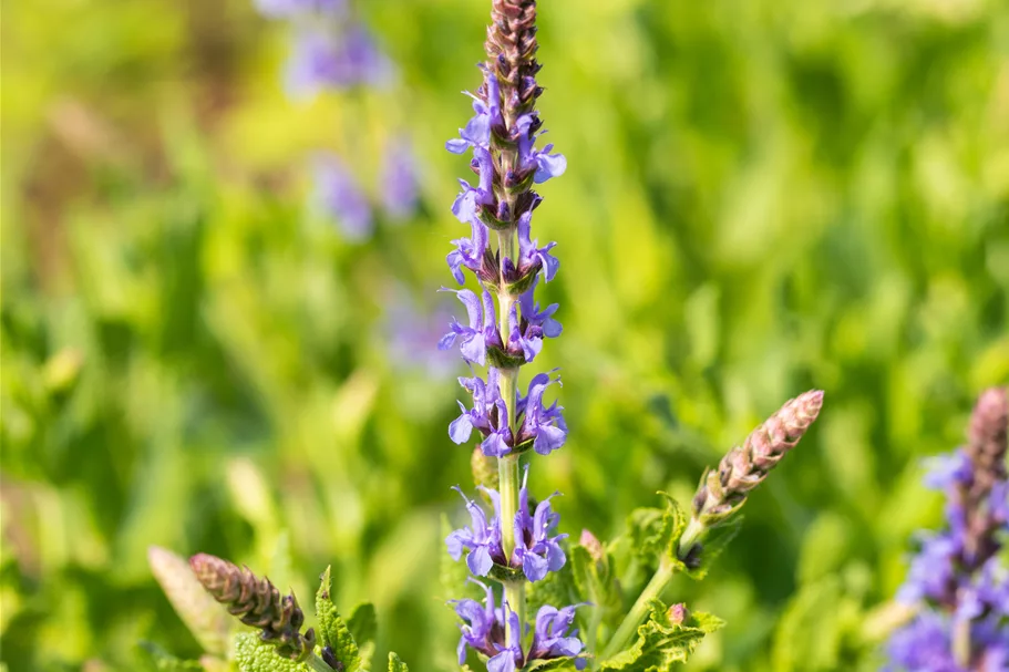 Salvia nemorosa 'Blauhügel'