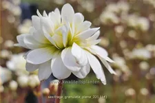 Saxifraga granulata 'Plena'