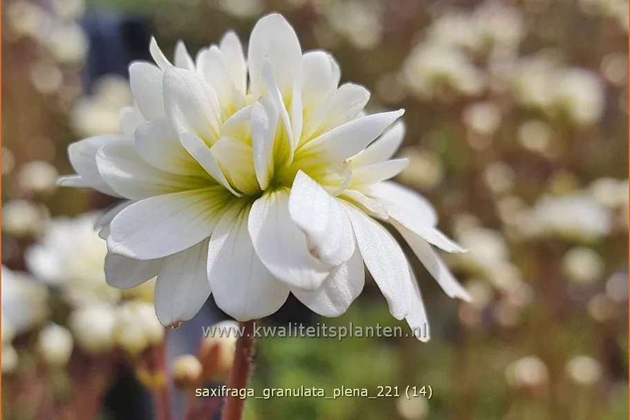 Saxifraga granulata 'Plena'