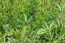 Sanguisorba 'Lemon Splash'