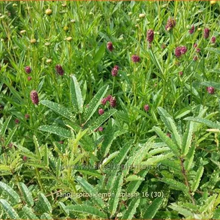 Sanguisorba 'Lemon Splash'