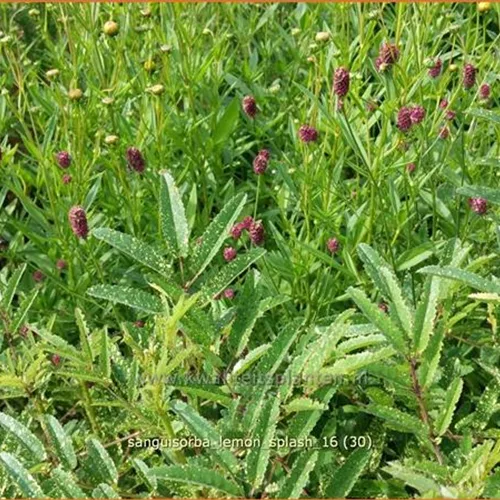 Sanguisorba 'Lemon Splash'