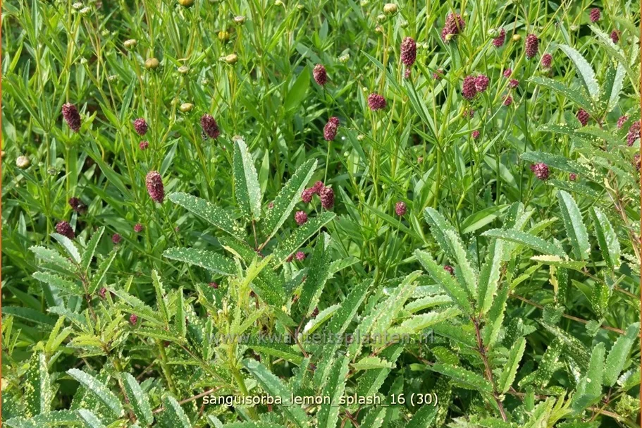 Sanguisorba 'Lemon Splash'