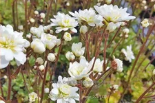 Saxifraga granulata 'Plena'