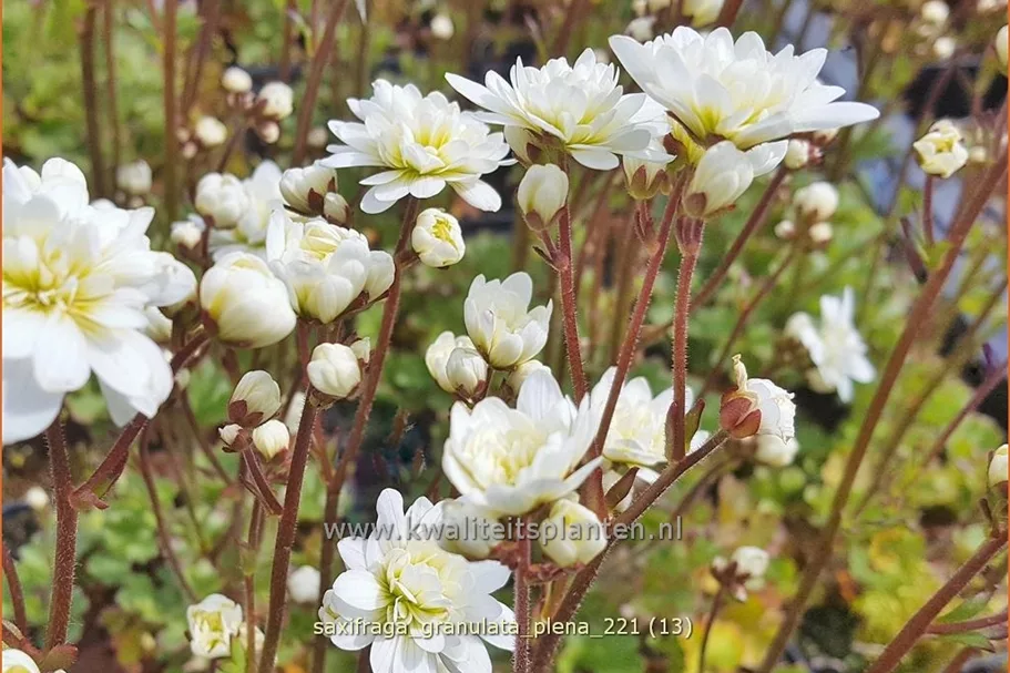 Saxifraga granulata 'Plena'