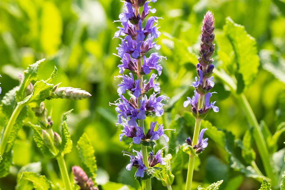 Salvia nemorosa 'Blauhügel'