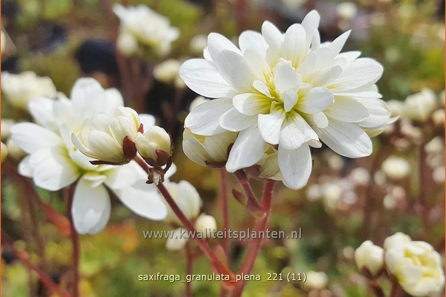 Saxifraga granulata 'Plena'