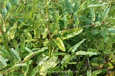 Sanguisorba 'Lemon Splash'