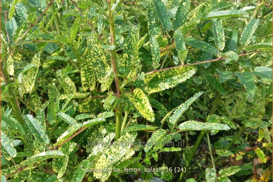 Sanguisorba 'Lemon Splash'