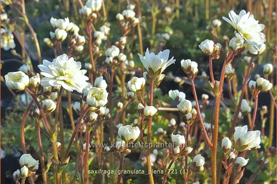 Saxifraga granulata 'Plena'