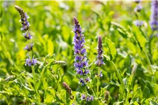 Salvia nemorosa 'Blauhügel'