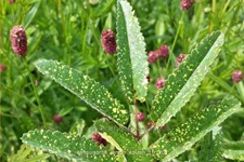 Sanguisorba 'Lemon Splash'