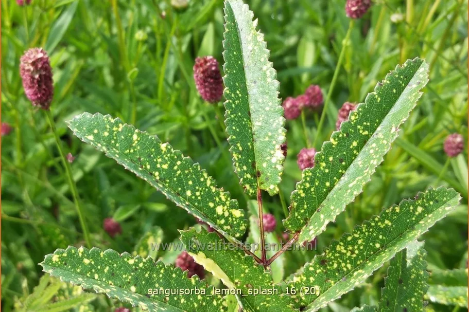 Sanguisorba 'Lemon Splash'