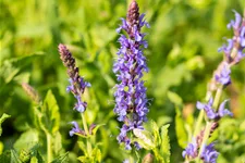 Salvia nemorosa 'Blauhügel'