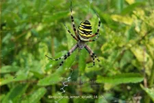 Sanguisorba 'Lemon Splash'