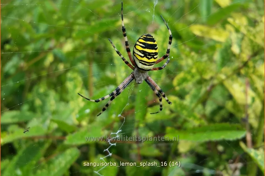Sanguisorba 'Lemon Splash'