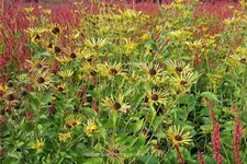 Rudbeckia subtomentosa 'Henry Eilers'