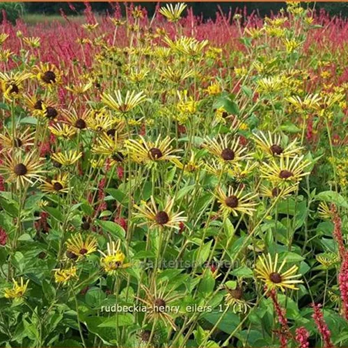 Rudbeckia subtomentosa 'Henry Eilers'