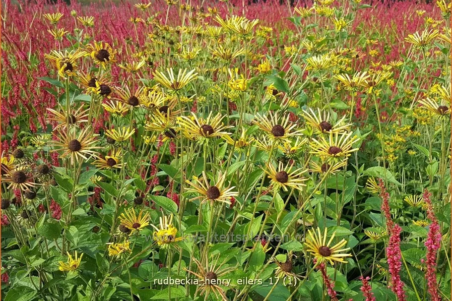 Rudbeckia subtomentosa 'Henry Eilers'