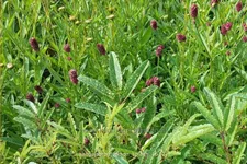 Sanguisorba 'Lemon Splash'