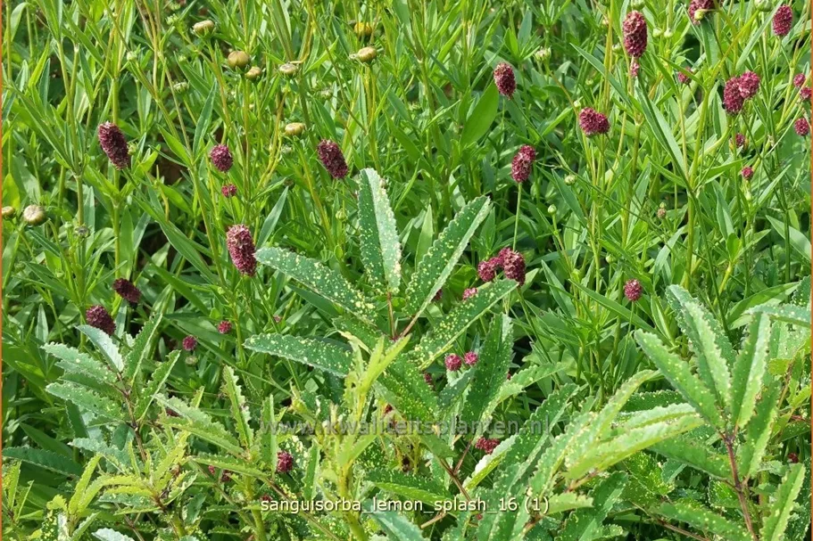 Sanguisorba 'Lemon Splash'