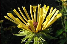 Rudbeckia subtomentosa 'Henry Eilers'