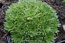 Saxifraga x arendsii 'Peter Pan'