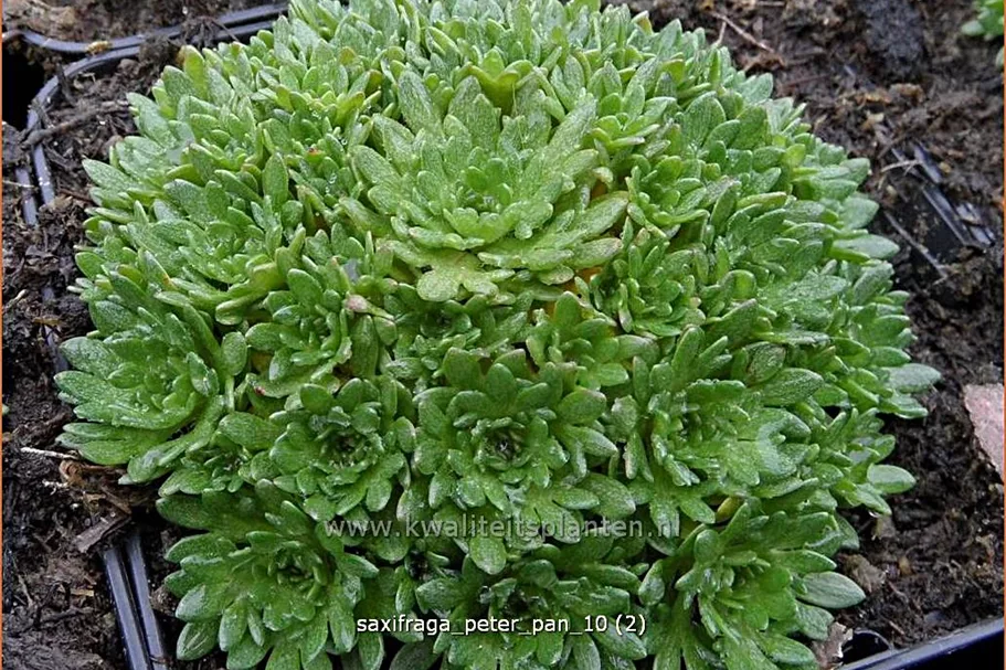 Saxifraga x arendsii 'Peter Pan'