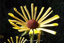 Rudbeckia subtomentosa 'Henry Eilers'