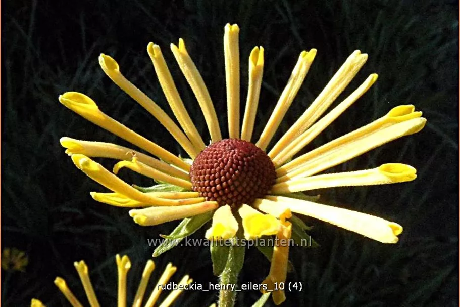Rudbeckia subtomentosa 'Henry Eilers'