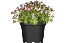 Saxifraga x arendsii 'Peter Pan'