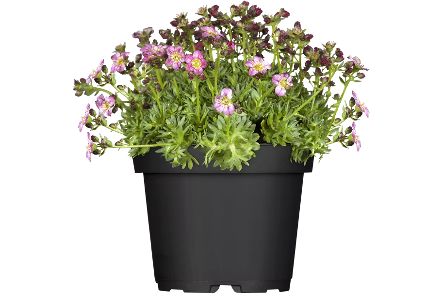 Saxifraga x arendsii 'Peter Pan'