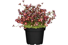 Saxifraga x arendsii 'Peter Pan'