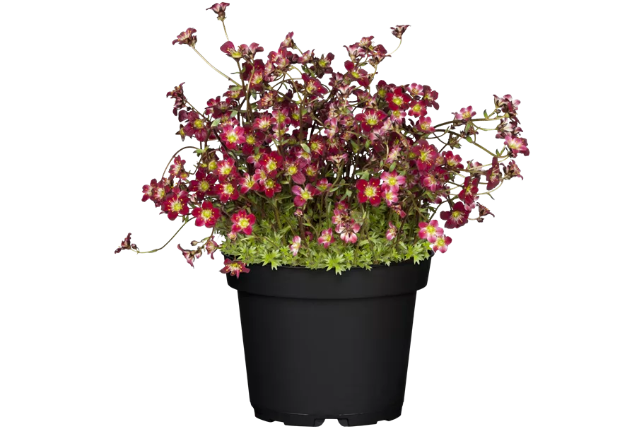 Saxifraga x arendsii 'Peter Pan'