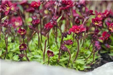 Saxifraga x arendsii 'Peter Pan'